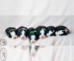 Small breeder photo