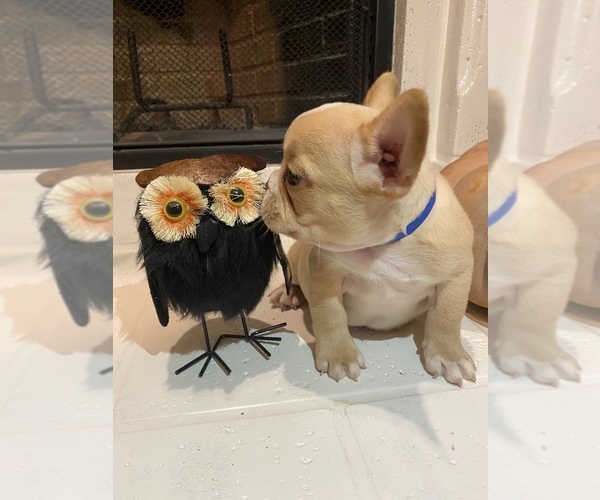 Medium Photo #3  Breeder Profile in DENTON, TX, USA