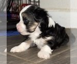 Small #2 Breeder Profile image