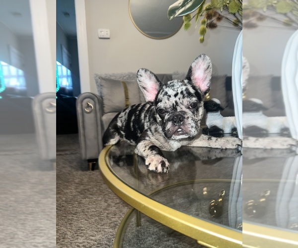 Medium Photo #1  Breeder Profile in PERTH AMBOY, NJ, USA