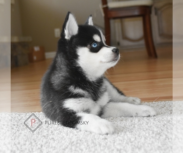 Medium Photo #10  Breeder Profile in KANSAS CITY, MO, USA