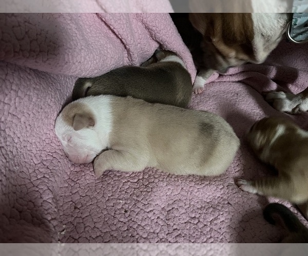 Medium Photo #1  Breeder Profile in ROCHESTER, NY, USA
