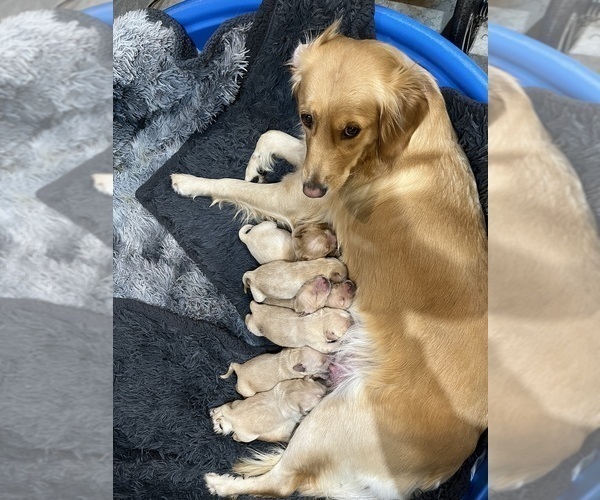 Medium Photo #5  Breeder Profile in BLUE SPRINGS, MO, USA