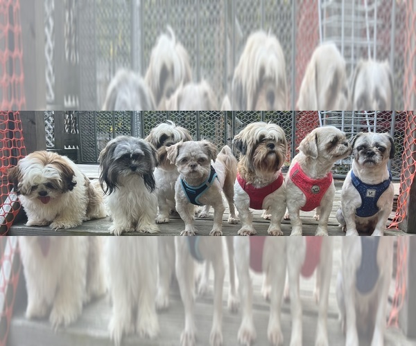 Medium Photo #1  Breeder Profile in ROSEVILLE, OH, USA