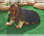 Small breeder photo