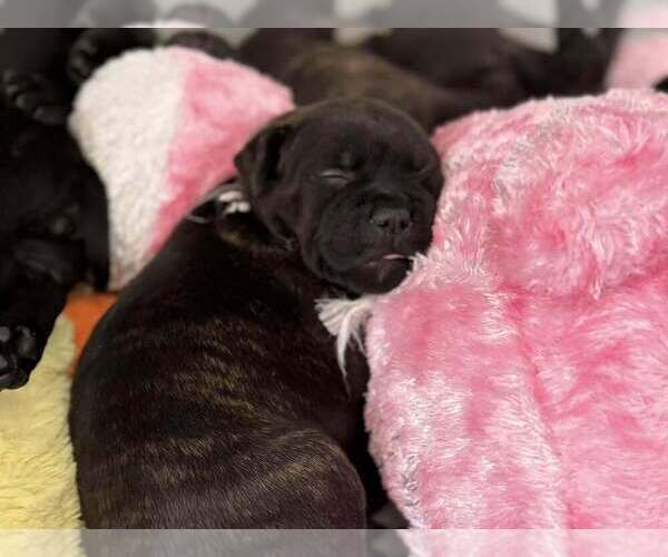 Medium Photo #4  Breeder Profile in LUTZ, FL, USA