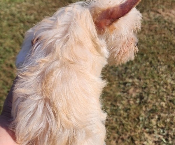 Medium Photo #8  Breeder Profile in ROCKWOOD, TN, USA