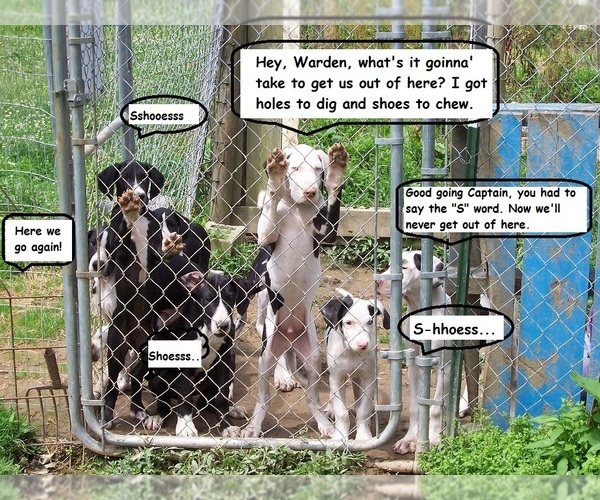 Medium Photo #3  Breeder Profile in SPRAGGS, PA, USA