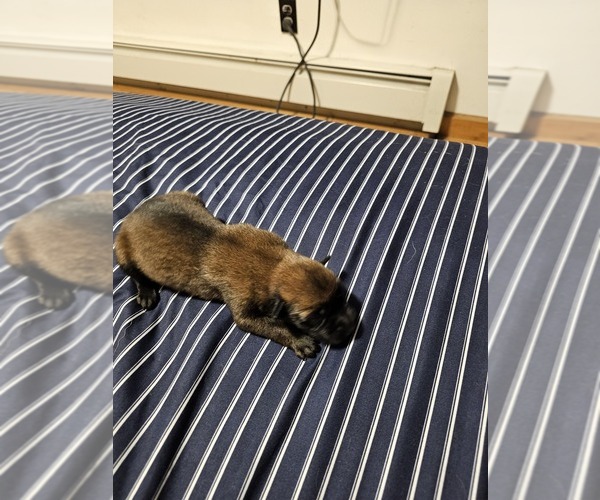 Medium Photo #25  Breeder Profile in SHICKSHINNY, PA, USA