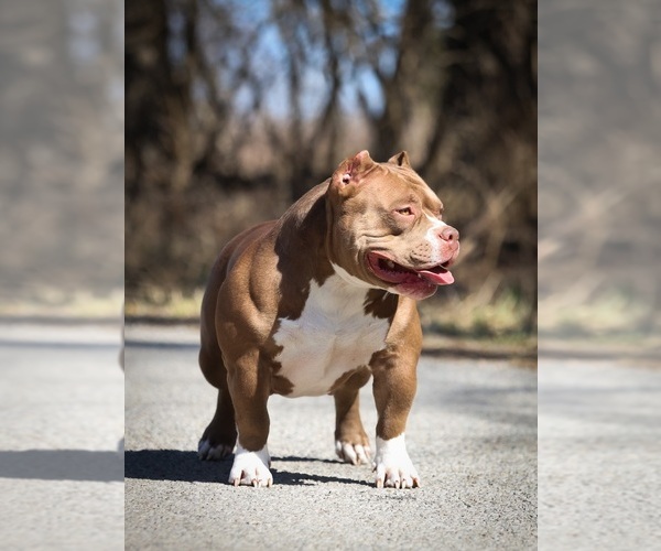 Medium Photo #1  Breeder Profile in URBANA, OH, USA