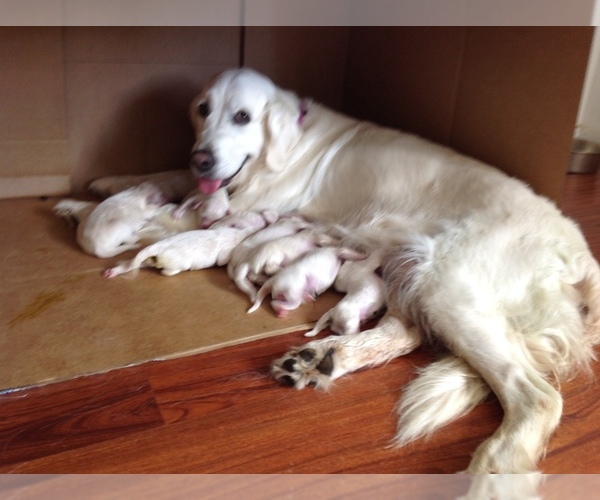 Medium Photo #1  Breeder Profile in HON, HI, USA