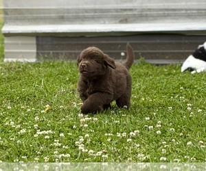 Medium Breeder Profile Photo