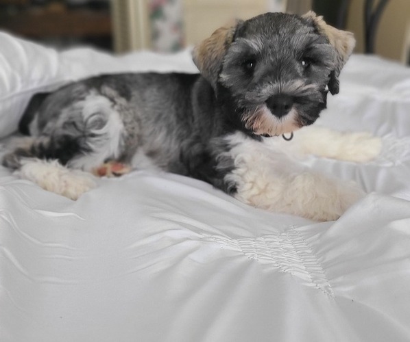 Medium Photo #11  Breeder Profile in LUFKIN, TX, USA
