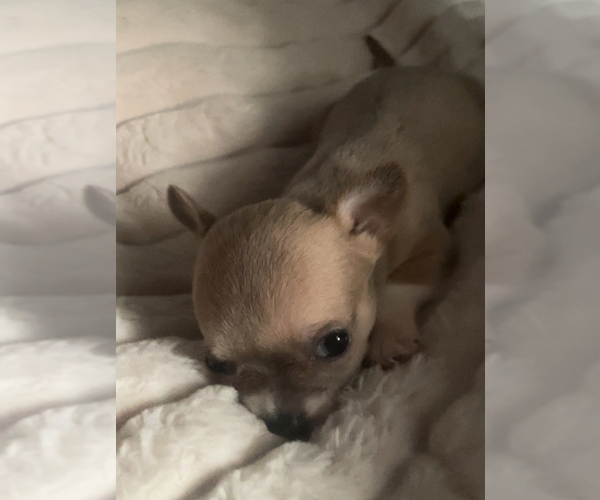 Medium Photo #16  Breeder Profile in ADAMSVILLE, TN, USA