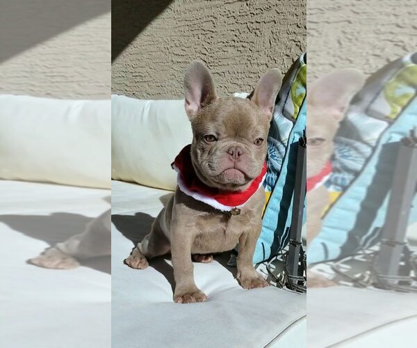 Medium Photo #7  Breeder Profile in LAS VEGAS, NV, USA