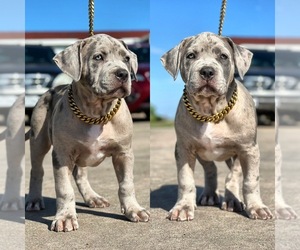 American Bully Dog Breeder near DICKINSON, TX, USA