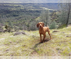 Vizsla Dog Breeder near RAMONA, CA, USA