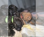 Small #11 Breeder Profile image