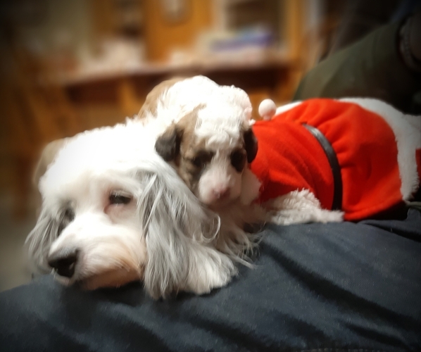 Medium Photo #6  Breeder Profile in DAYTON, PA, USA