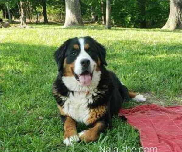 Medium Photo #10  Breeder Profile in NORWOOD, MO, USA