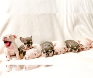French Bulldog Dog Breeder in IRVINE,  USA