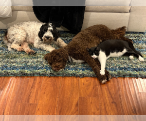 Portuguese Water Dog Dog Breeder near WYLIE, TX, USA