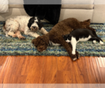 Small breeder photo