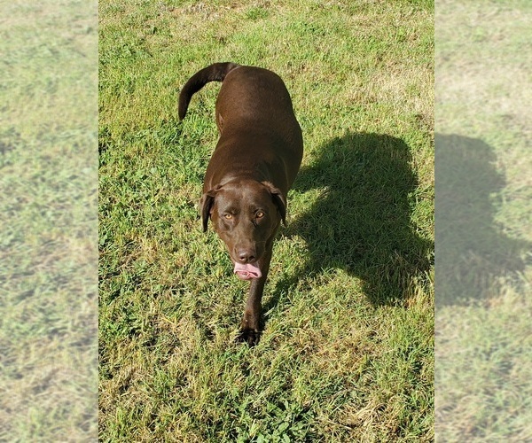Medium Photo #7  Breeder Profile in JOSHUA, TX, USA