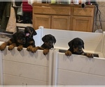 Small #21 Breeder Profile image