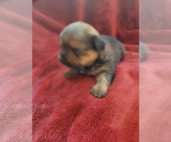Medium Photo #123  Breeder Profile in AKRON, OH, USA