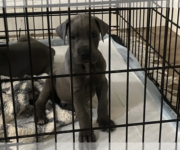 Medium Photo #1  Breeder Profile in LAKELAND, FL, USA