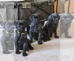Small breeder photo