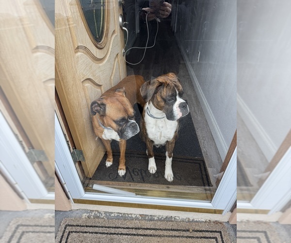 Medium Photo #4  Breeder Profile in NORTH DARTMOUTH, MA, USA