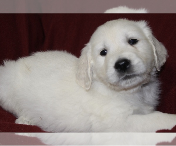 Medium Photo #24  Breeder Profile in HEMET, CA, USA