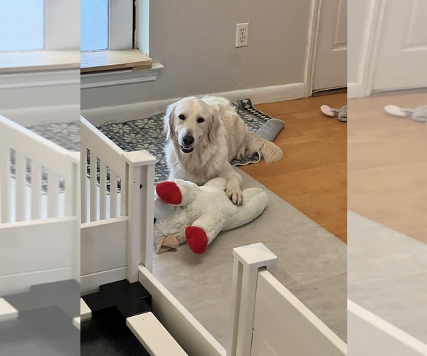 Medium Photo #4  Breeder Profile in INGLESIDE, TX, USA