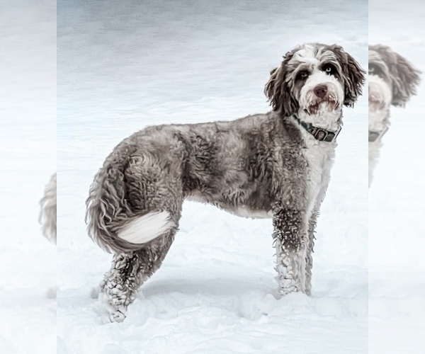 Medium Photo #7  Breeder Profile in SHIOCTON, WI, USA