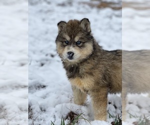 Siberian Husky Dog Breeder near FLORENCE, AL, USA