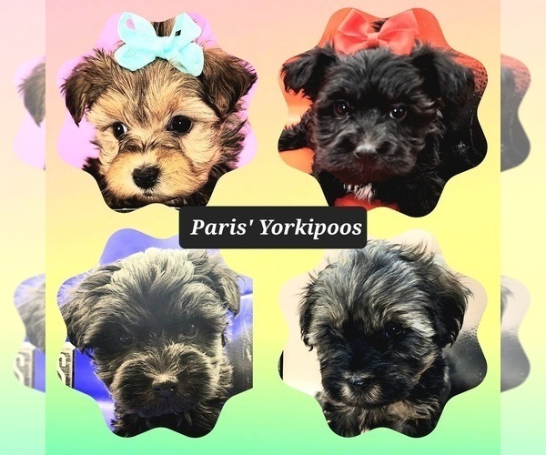 Medium Photo #1  Breeder Profile in BLUE MOUND, TX, USA