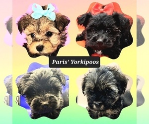 YorkiePoo Dog Breeder in BLUE MOUND,  USA