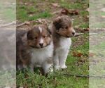 Small breeder photo