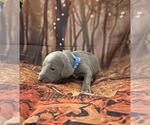 Small #9 Breeder Profile image