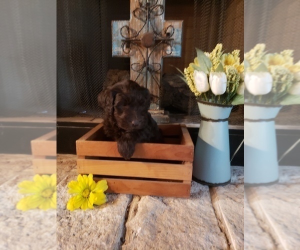 Medium Photo #1  Breeder Profile in LUMBERTON, TX, USA