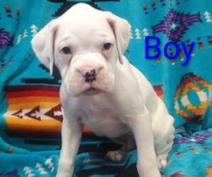 Boxer Dog Breeder near CROOKS, SD, USA
