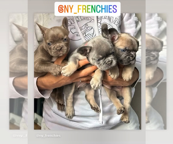 Medium Photo #1  Breeder Profile in HUNTINGTON, NY, USA