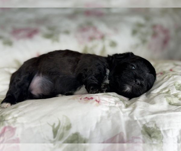 Medium Photo #6  Breeder Profile in ALMA, AR, USA