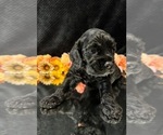 Small #6 Breeder Profile image