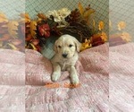 Small Photo #6  Breeder Profile in BLANCHESTER, OH, USA