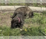 Small #16 Breeder Profile image