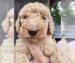 Small #4 Breeder Profile image