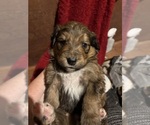 Small #8 Breeder Profile image